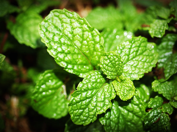 herbal mint vape juice Dinner Lady Fruit Full Fresh Mint Bar Salts 10ml